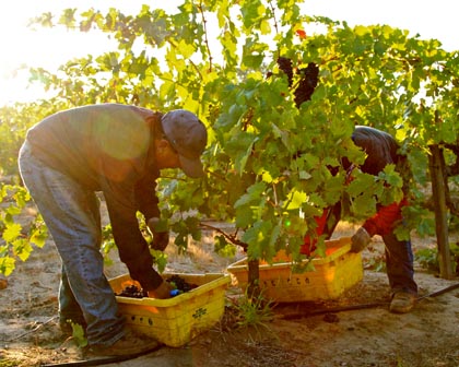 Harney Lane’s Lizzy James Zinfandel harvest