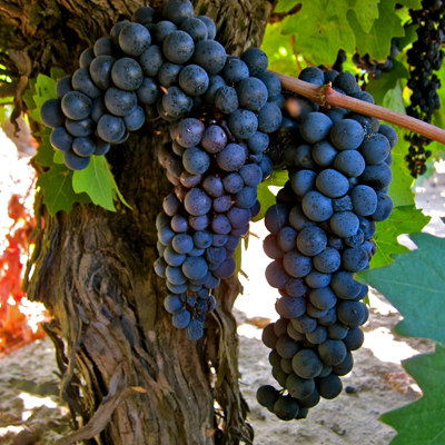 Soucie Vineyard Zinfandel