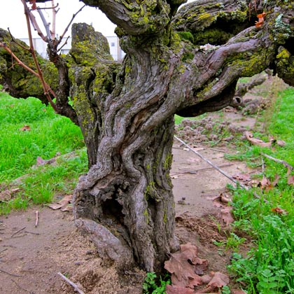 Ancient Zinfandel in Noma Ranch