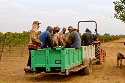 Phillips Farms Petite Sirah pickiing crew