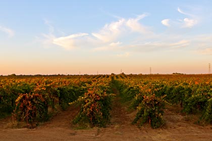 Autumn sunset over Vindos Aurora’s Petite Sirah vines