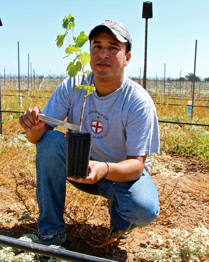 Gerardo Espinosa, planting Cabernet Sauvignon
