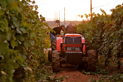 2013 harvest at Vinedos Aurora