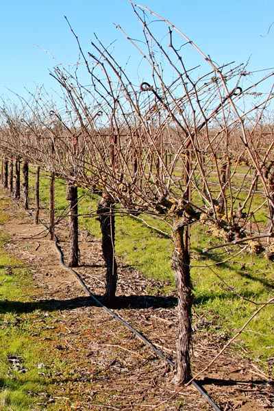 Wintering Tempranillo in vineyard formerly known as Kirschenmann (Lodi’s Mokelumne River AVA)