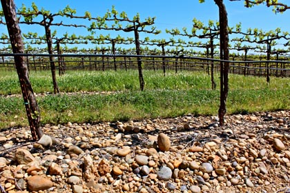 River bottom soil: source of Ironstone’s Kautz Farms Petite Sirah