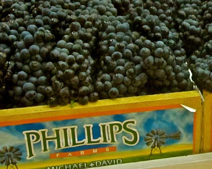 Phillips Farms Petite Sirah at Lodi Grape Festival