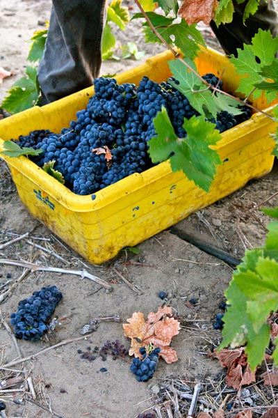 Lizzy James Vineyard harvest