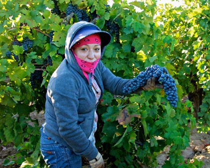 2013 harvest at Stellina estate