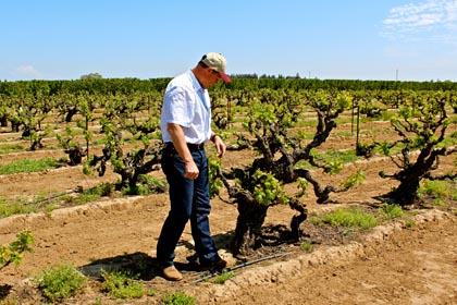 Craig Rous with his 105-year old Rous Vineyard vines