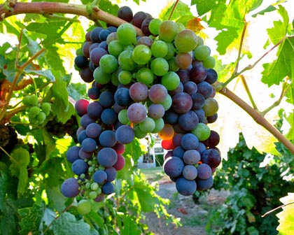 Classic shot berry Lodi Zinfandel, veraison 2013