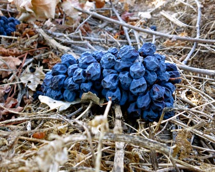 Mid-July: drying Zinfandel clusters, dropped mid-season in Mencarini Vineyards to lighten crop load, hasten ripening and maximize quality