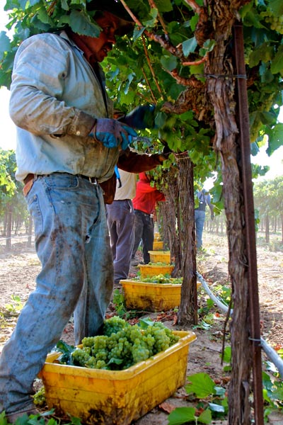 August 7: the 2013 harvest arrived two weeks early in Lodi — among the first grapes to come in, Phillips Farms' Bare Ranch Chardonnay