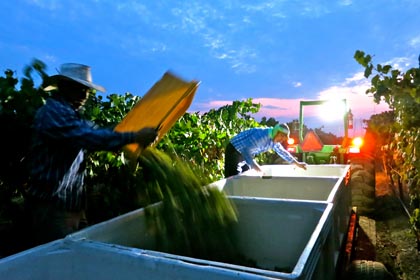 Pre-dawn of August 19: Pinot Noir picking at Bokisch Ranches' Vista Luna Vineyard — among the first black skinned grapes harvested each year (going into sparkling wines rather than red wines)