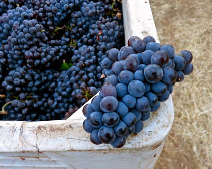 Close-up of Vista Luna Vineyard Pinot Noir