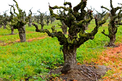 Early February winter chill: Maley's Wegat Vineyard (planted 1958)