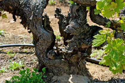 April: classic split-trunk ancient vine Zinfandel in Rous Vineyard (planted 1909)