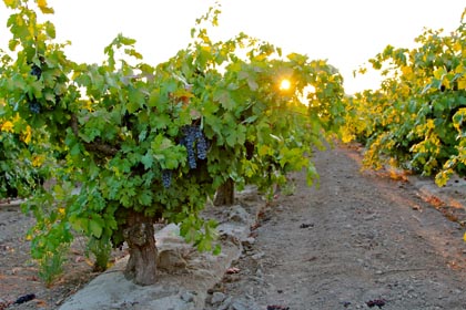 September 10: morning sun peeking through 55-year old Zinfandel in Maley’s Wegat Vineyard, just before being picked