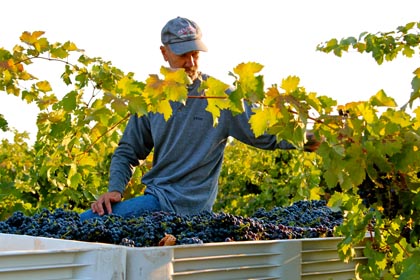 Early September: Todd Maley sorting through Zinfandel in his family’s Wegat Vineyard — planted in 1958, and the ultra-premium source of Maley Brothers, Macchia’s “Voluptuous,” Akin, and much of m2′s “Artist” bottlings