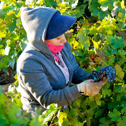 End of August: Stellina Zinfandel harvest (Lodi’s west side)