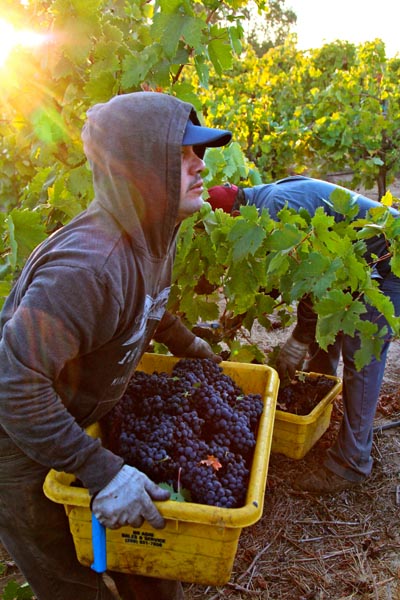 Heavenly light of breaking morning over Lizzy James Zinfandel picker