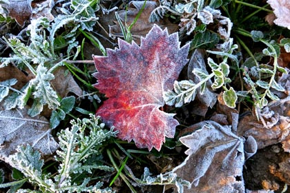 Freeze-dried Zinfandel leaf during a week of early December frost