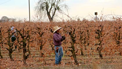 Mid-December pruning of nearly naked Zinfandel on Lodi's west side