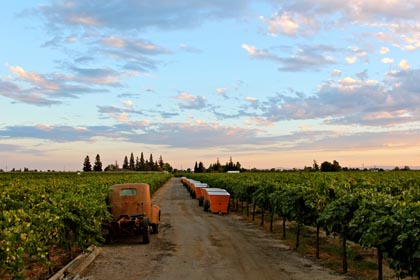 End-of August: sunset over Harney Lane’s estate vineyard