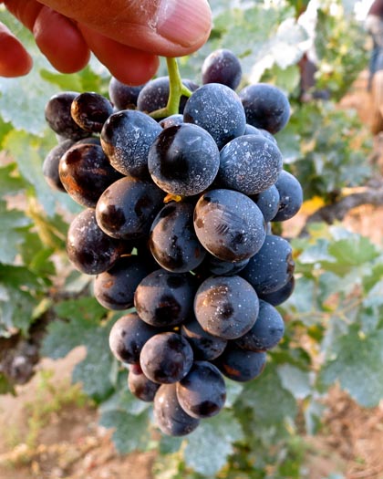 Close-up of Bechthold Cinsaut, dusted in diatomaceous earth (utilized heavily by Phillips Farms to combat 2013′s influx of mites and occasional heat spikes)