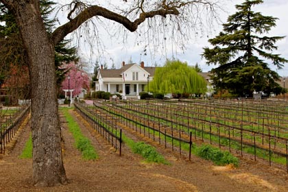 Sorelle estate Sangiovese in winter