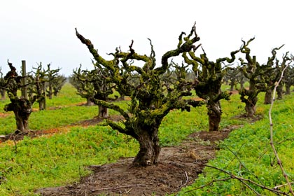 Wintering Lodi Zinfandel