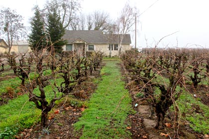 53-year old, own-rooted Lodi Zinfandel, awaiting winter pruning