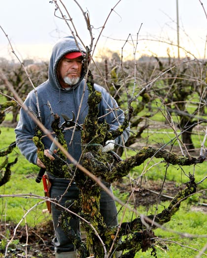 Winter pruning of own-rooted, head trained 53-year old Zinfandel vines on the west side of Lodi’s Mokelumne River AVA