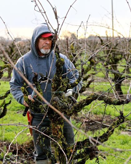 Winter pruning of own-rooted, head trained 53-year old Zinfandel vines on the west side of Lodi’s Mokelumne River AVA