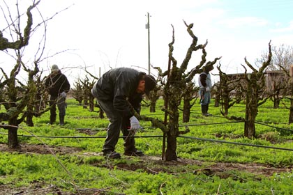 Winter pruning of old vines includes reaching back breaking lower limbs