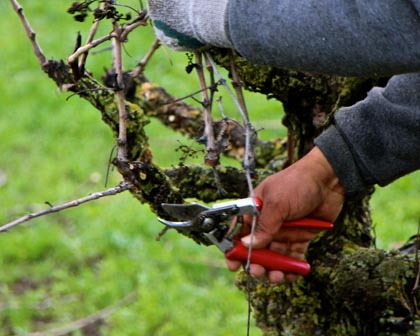 Gloves come off when pruning comes to detailing