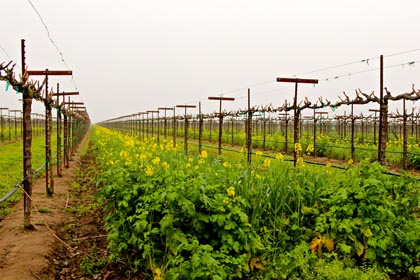 Mid-February in Phillips Farms’ Bare Ranch: mix of flowering mustard, fava beans, peas, vetch, oats and barley (“the best looking cover crop in Lodi,” according to vineyard manager Emiliano Castanon)