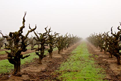 Early February fog among old vine Zinfandel in Maley Brothers’ Wegat Vineyard