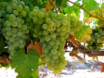 Acquiesce grown Grenache Blanc:  variant of Grenache Noir, becoming popular among winegrowers and consumers as a white wine variety
