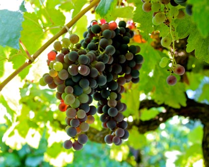 Colorful, but slow ripening, Mission grapes, farmed in Mokelumne River-Lodi by Mike Agnagnos