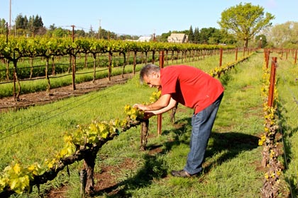 Markus Bokisch in his close-spacing Las Cerezas Vineyard