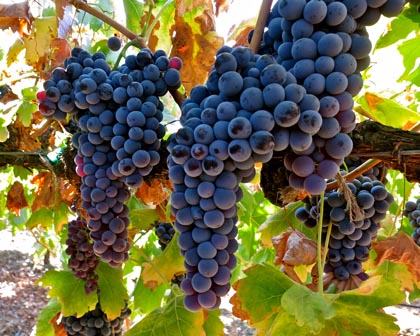 Tinta Roriz (a.k.a. Tempranillo) in Lodi's Silvaspoons Vineyards