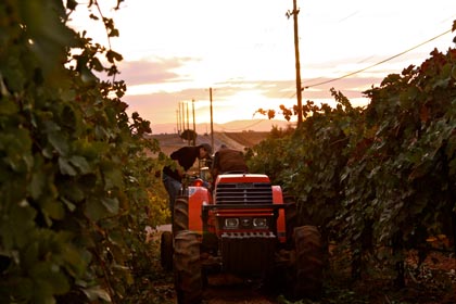 2013 harvest at Vinedos Aurora estate