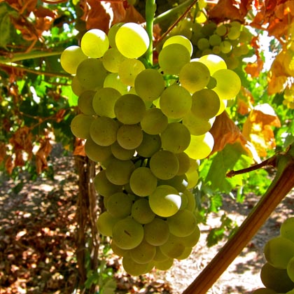 Vermentino in Kevin Delu’s Bella Vigna Vineyard