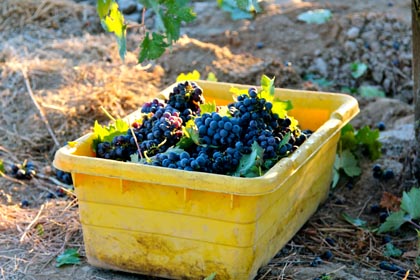 Bechthold Vineyard Cinsaut harvest