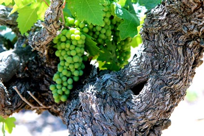 Stampede Vineyard Zinfandel approaching July veraison