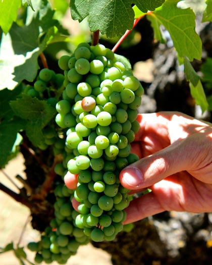 Earliest veraison in Stampede Vineyard