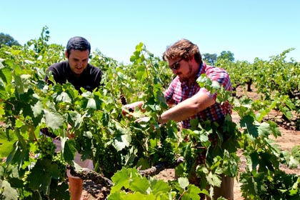 Twain-Peterson and Perlegos planning cluster thinning in Stampede Vineyard