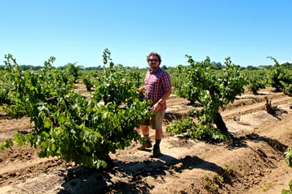 Twain-Peterson and Perlegos planning cluster thinning in Stampede Vineyard