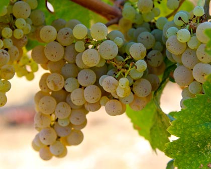 Riesling (Geisenheim clone 198) in Mokelumne Glen