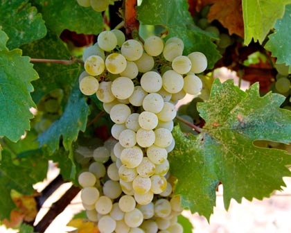 Gutedel (a.k.a. Chasselas)